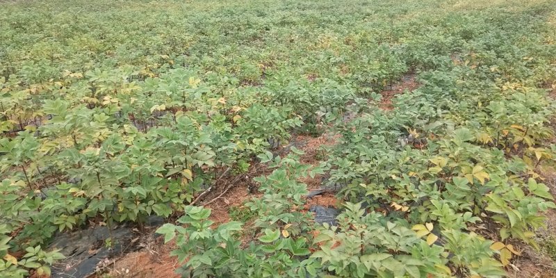江西中花吴茱萸苗吴茱萸种苗茶辣臭辣子漆辣子树衣子树苗