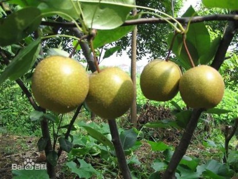 翠冠梨树苗，基地直销，包品种，包成活，包湿发货。