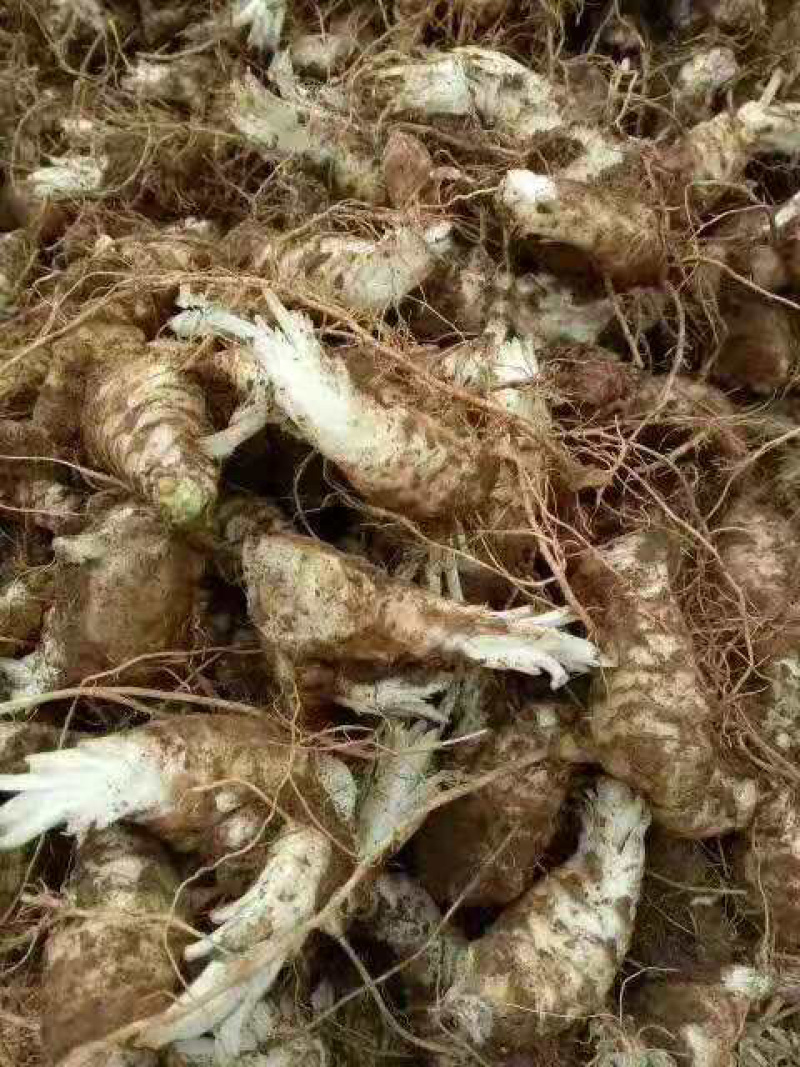 玄参苗，玄参种苗价格，改良元参苗批发，玄参芽子供应