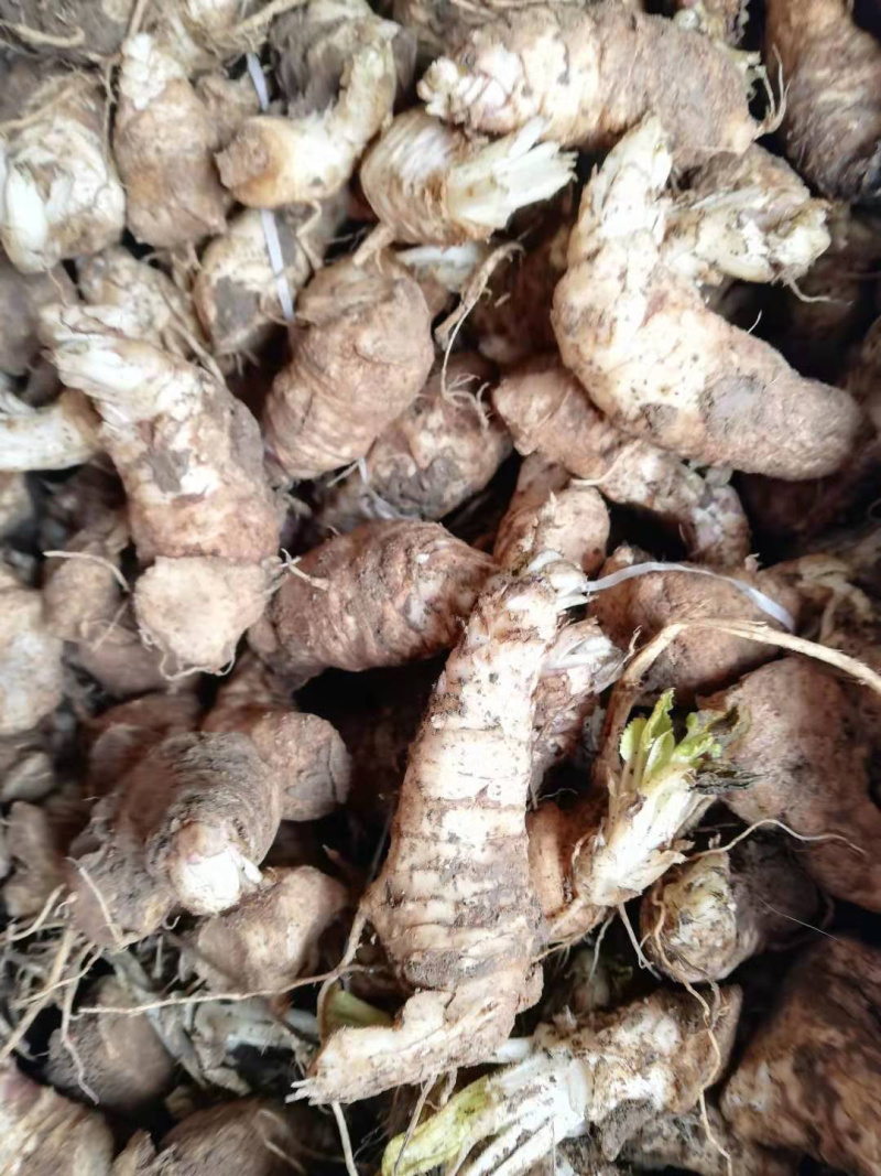 玄参苗，玄参种苗价格，改良元参苗批发，玄参芽子供应