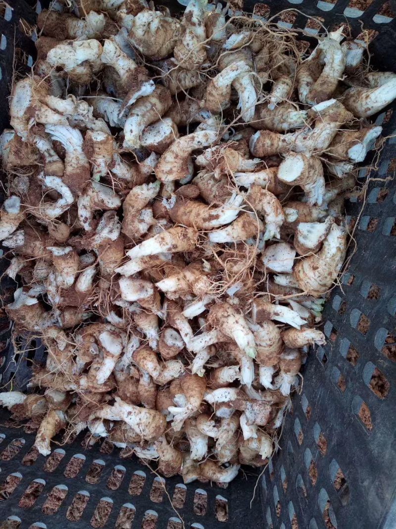 玄参苗，玄参种苗价格，改良元参苗批发，玄参芽子供应