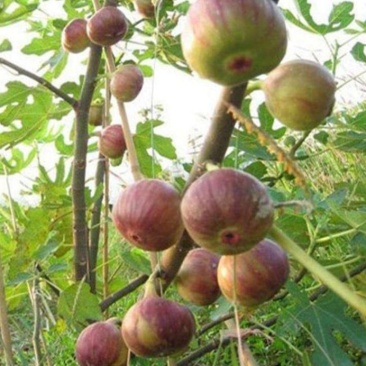 我苗木园常年精心培育，布兰克无花果苗