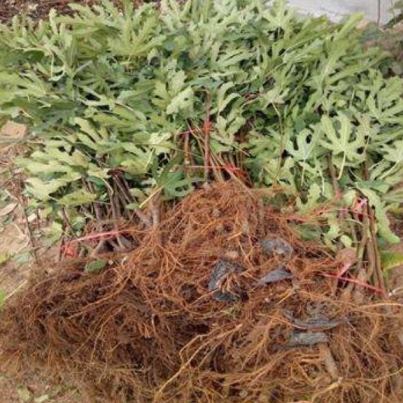 我苗木园常年精心培育，布兰克无花果苗