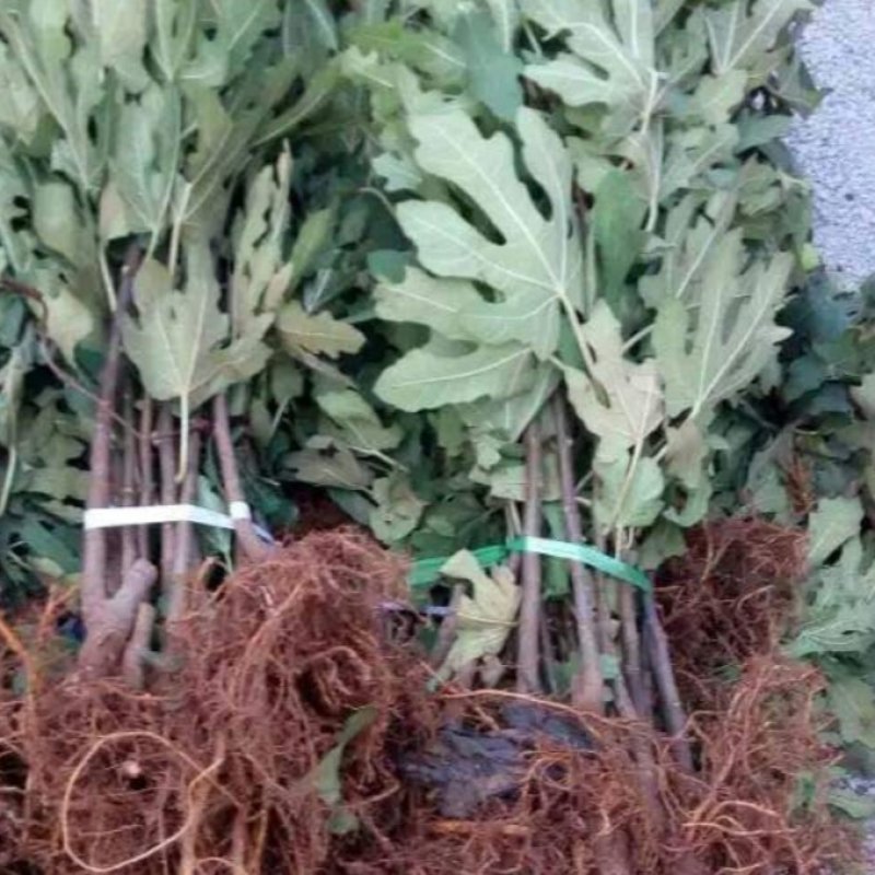 我苗木园常年精心培育，布兰克无花果苗