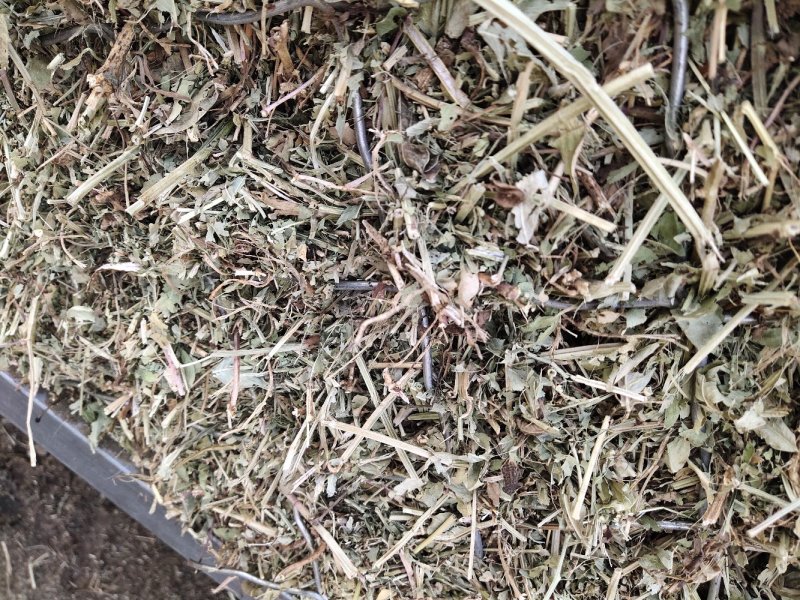 【优选】花生秧邓新草场长年出售花生秧诚信经营欢迎选购！