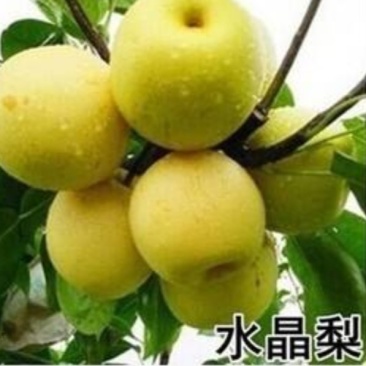 我苗木园常年精心培育，特大水晶梨苗