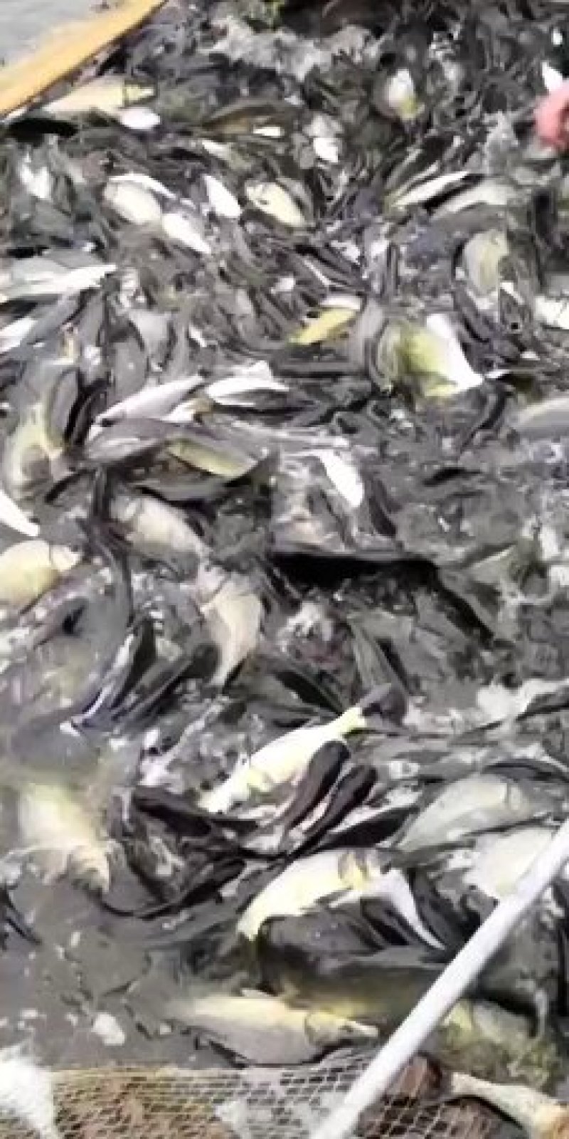 成品鱼及特种鱼或鱼苗