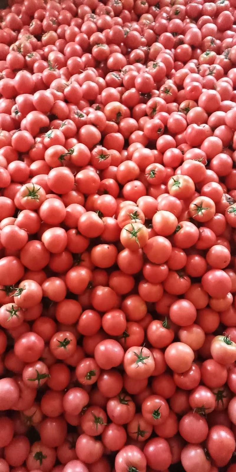 山东费县西红柿，商超直供，可代发全国，产地诚信经营
