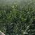 沃柑苗091无核沃柑苗柑橘类的佼佼者！白肉红肉珍珠肉柚苗