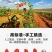 无硫枸杞子宁夏中宁特级野生免洗红枸杞茶男肾