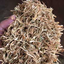 金银花