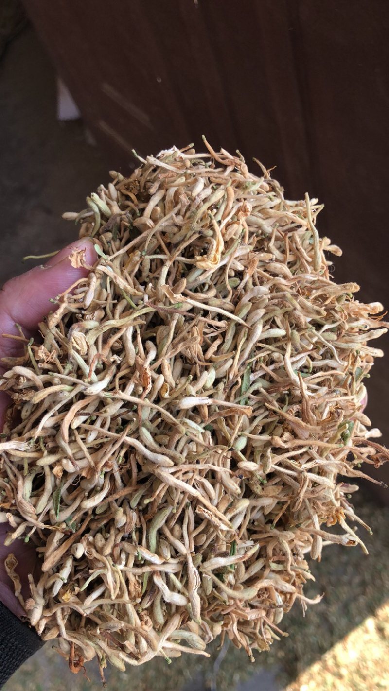 金银花