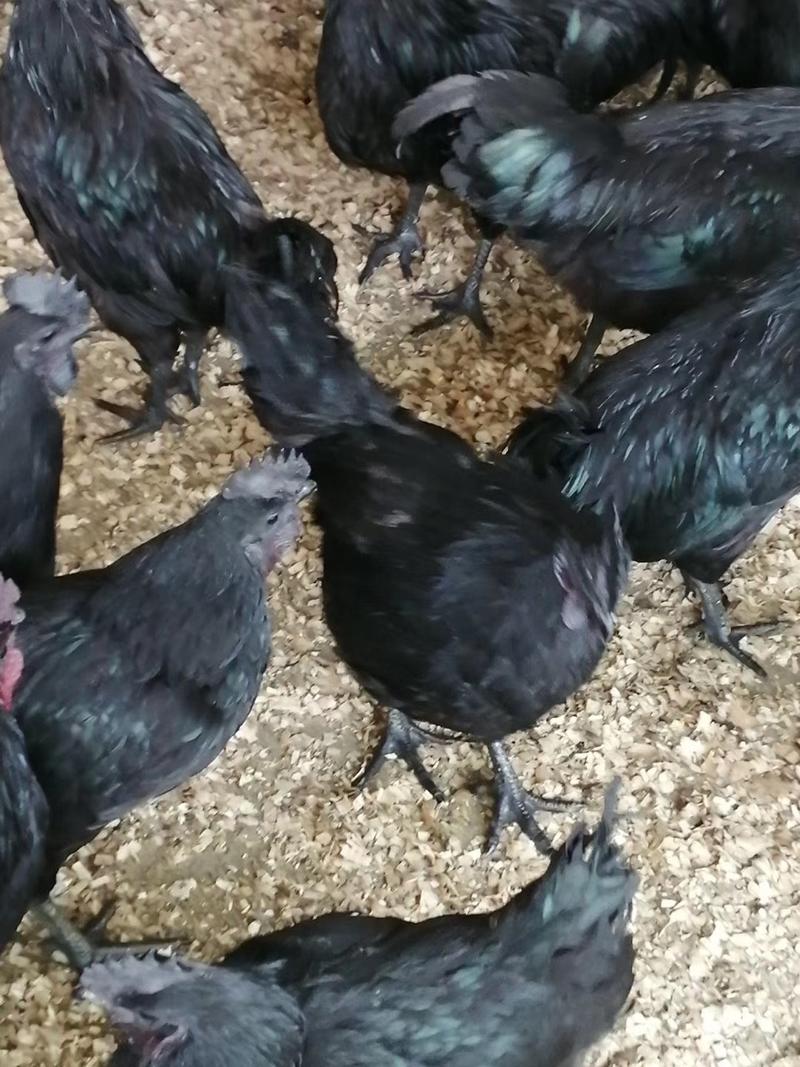 五黑鸡苗，存活率高，养得好，正宗五黑一绿鸡苗