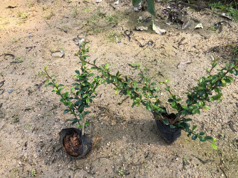 大量供应福建茶