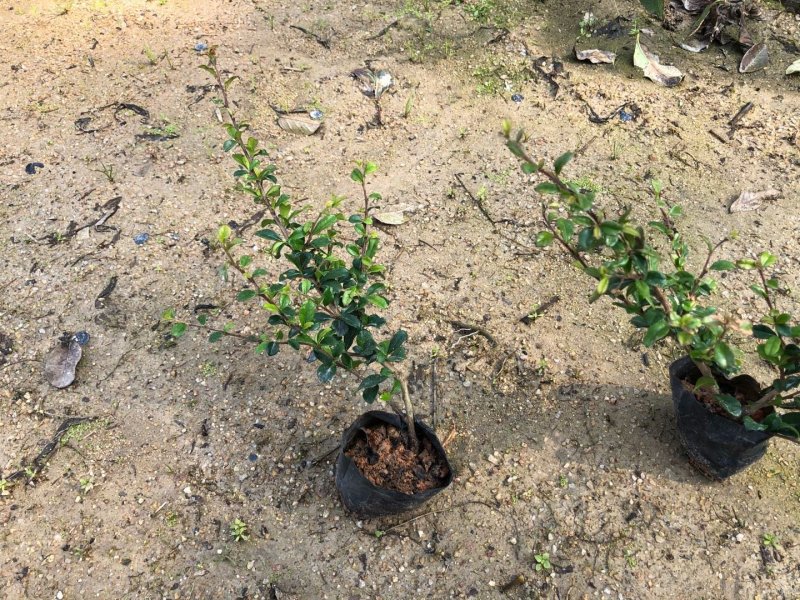大量供应福建茶