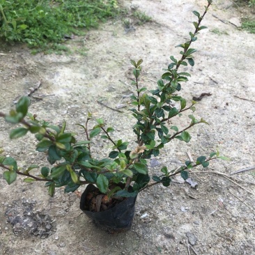 大量供应福建茶