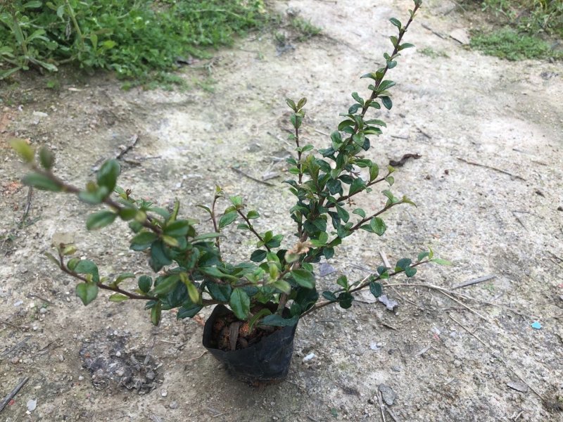 大量供应福建茶