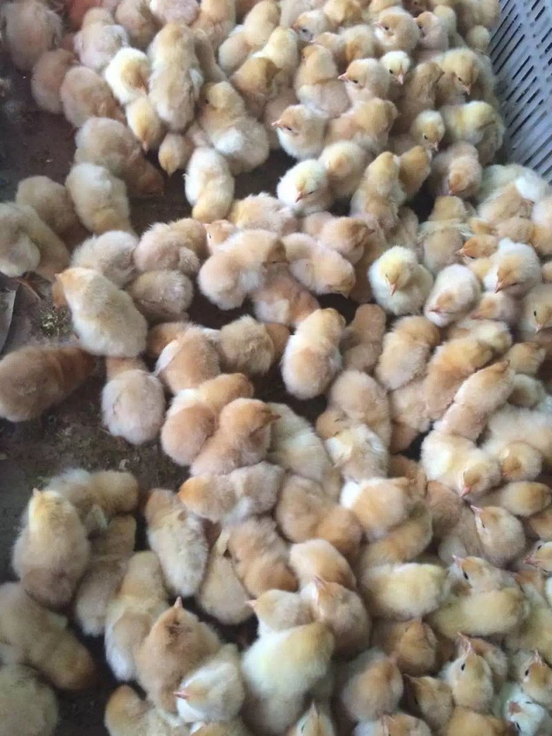 三黄鸡苗，存活率高，养得好，正宗土鸡。三黄鸡
