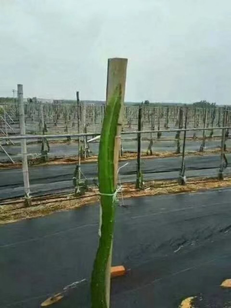 防草布专业除草打孔防草布果园防草大棚种植防草布透水透气