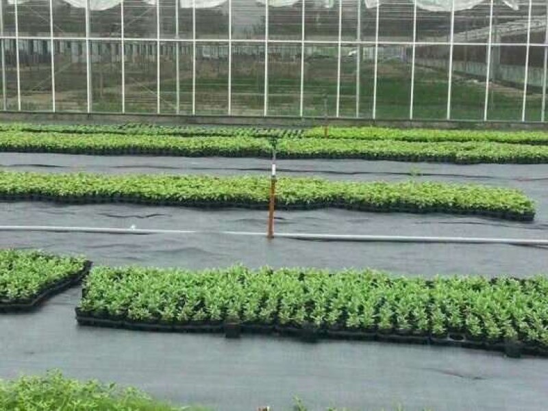 防草布专业除草打孔防草布果园防草大棚种植防草布透水透气