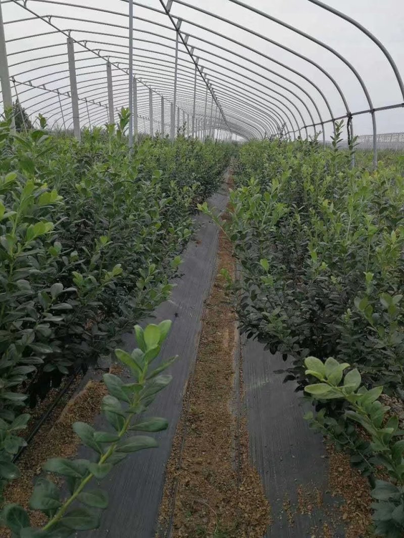 防草布专业除草打孔防草布果园防草大棚种植防草布透水透气