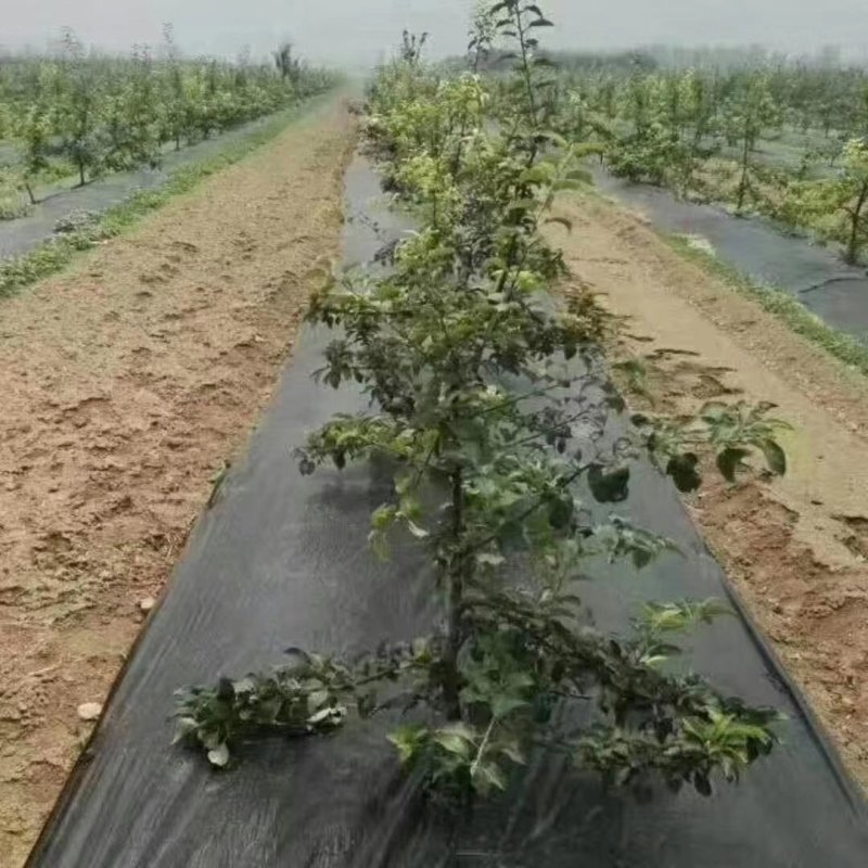 防草布专业除草打孔防草布果园防草大棚种植防草布透水透气
