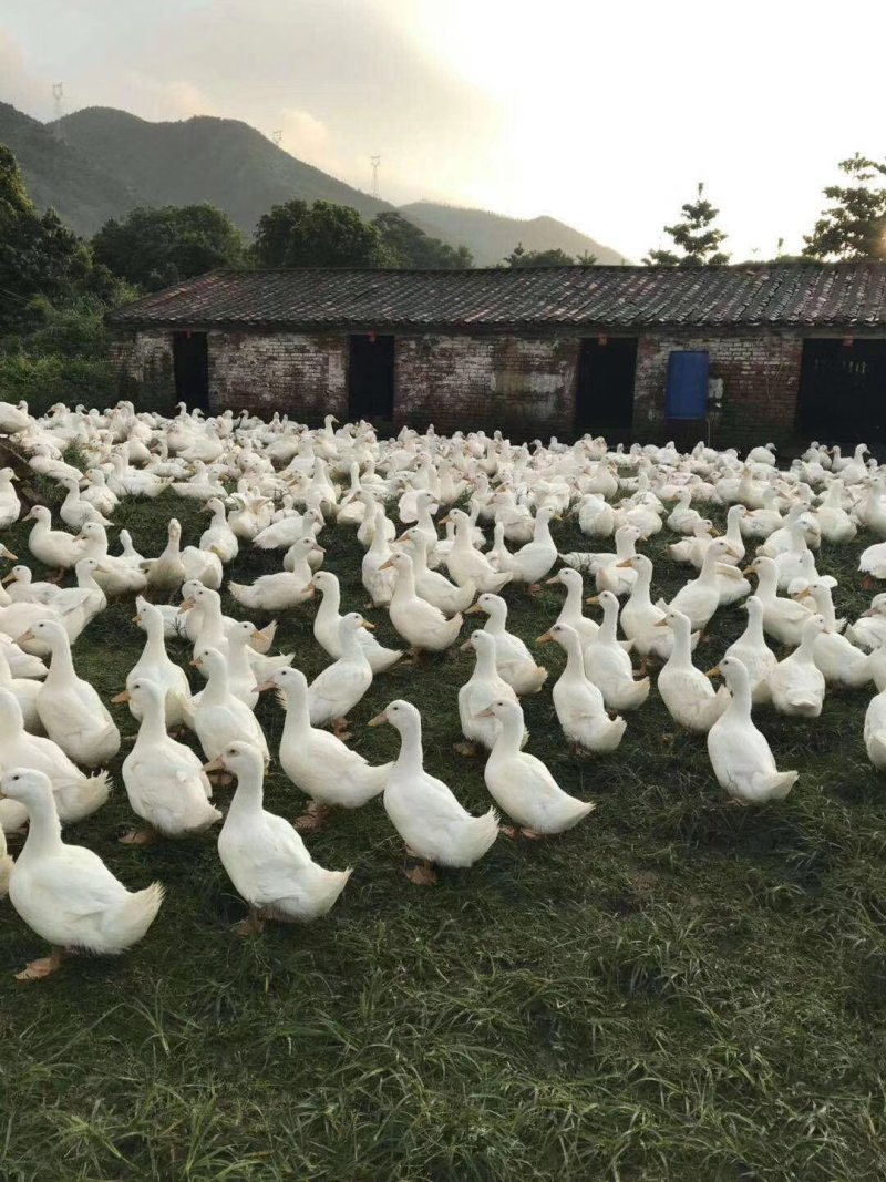 桂柳白鸭苗，存活率高，养得好，大白鸭，包打疫苗