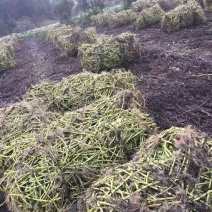 成都本地柳叶空心菜种藤老杆大量上市，批发，零售，自产自销