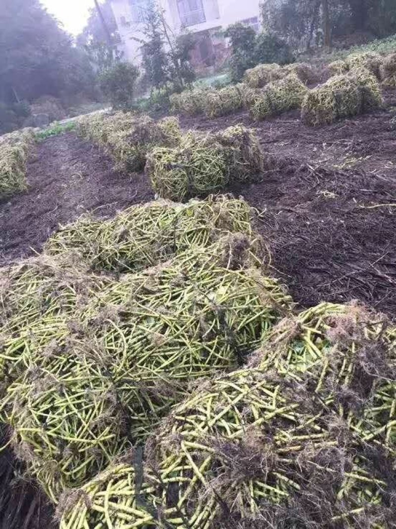 成都本地柳叶空心菜种藤老杆大量上市，批发，零售，自产自销