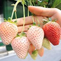 四季草莓苗南北方阳台种植果树苗当年结果奶油红颜草莓种苗秧