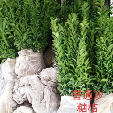 晚熟沙糖桔苗、广西沙糖桔苗品种保证假一赔十