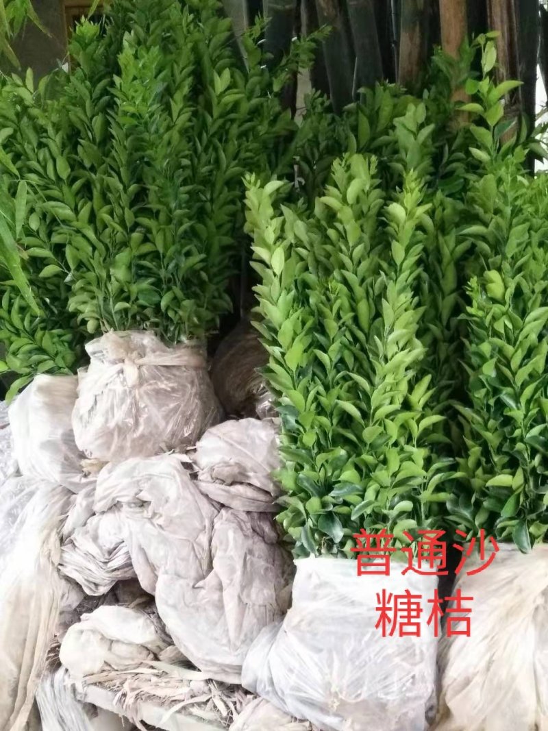 晚熟沙糖桔苗、广西沙糖桔苗品种保证假一赔十