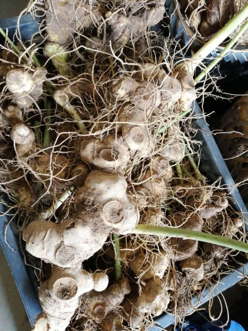 大量多花姜型甜黄精商品出售品种保证诚信经营合作共赢