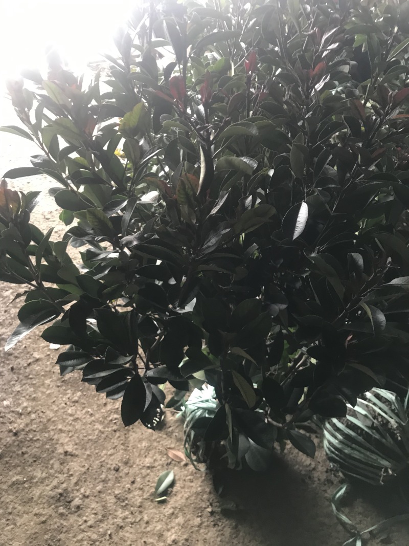 红叶石楠球60-150cm小杯大杯大桶规格齐全