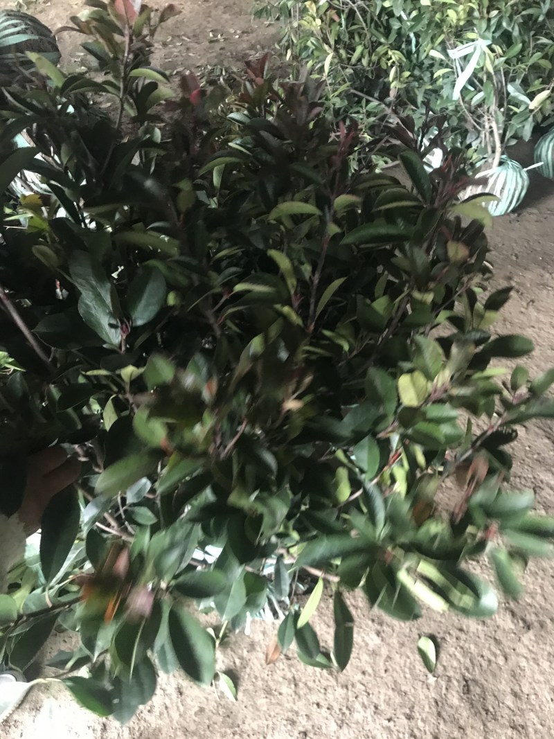 红叶石楠球60-150cm小杯大杯大桶规格齐全