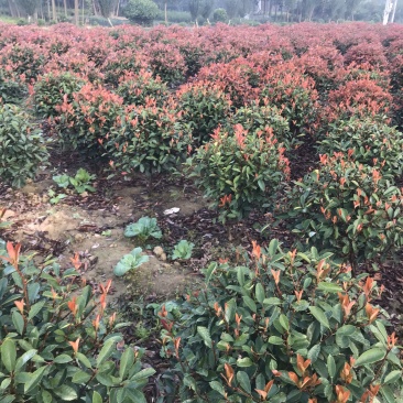 红叶石楠球60-150cm小杯大杯大桶规格齐全