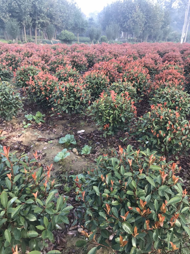 红叶石楠球60-150cm小杯大杯大桶规格齐全