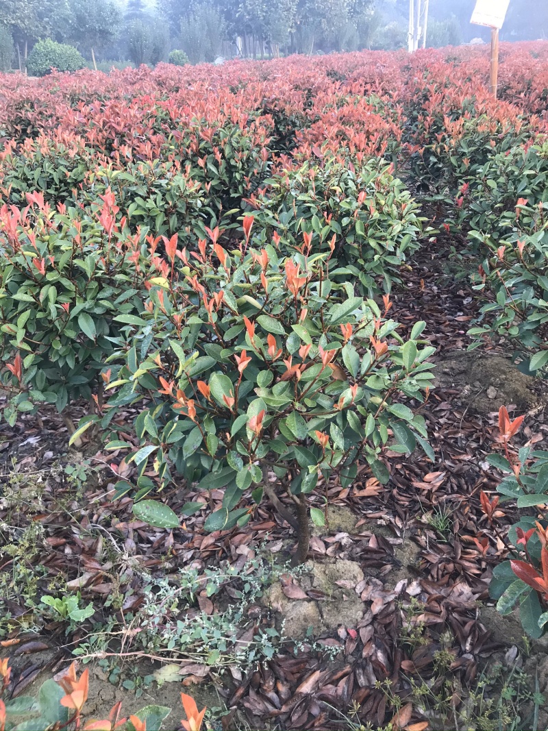 红叶石楠球60-150cm小杯大杯大桶规格齐全