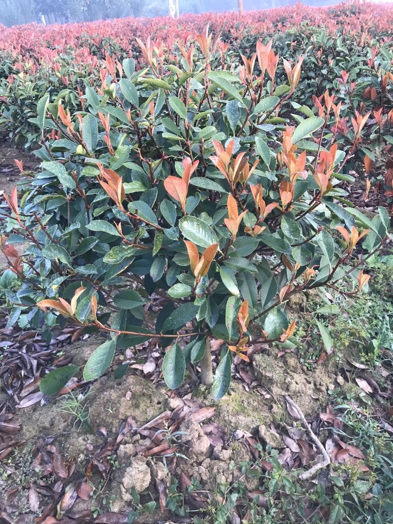 红叶石楠球60-150cm小杯大杯大桶规格齐全
