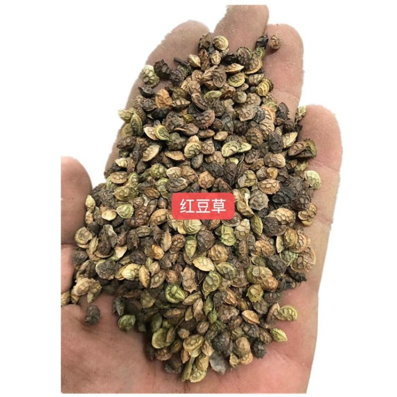 红豆草种子护坡草耐寒耐旱盐碱草籽牧草观赏保土绿肥兼用新型