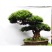 新采罗汉松种子雀舌罗汉松大叶小叶红芽台湾日本珍珠罗汉松树