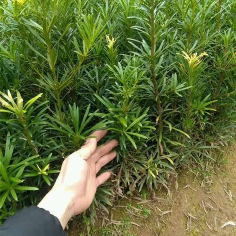 新采罗汉松种子雀舌罗汉松大叶小叶红芽台湾日本珍珠罗汉松树