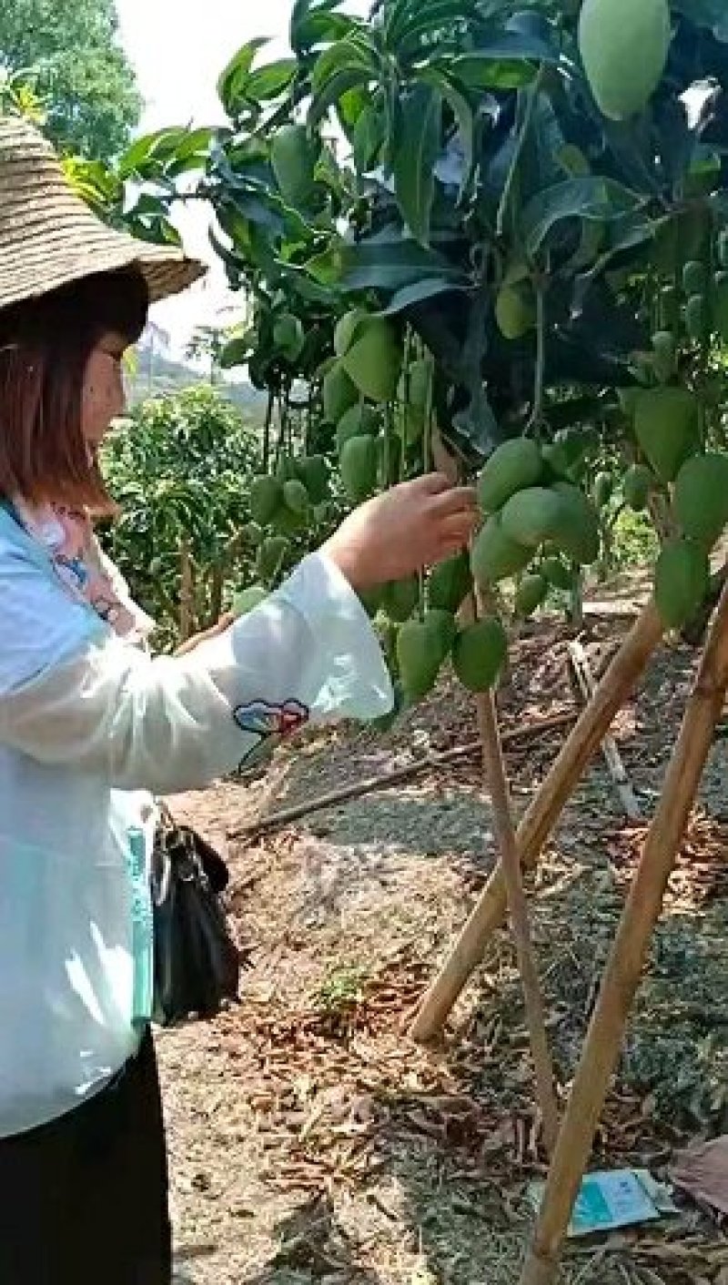 海南小台芒果大量上市