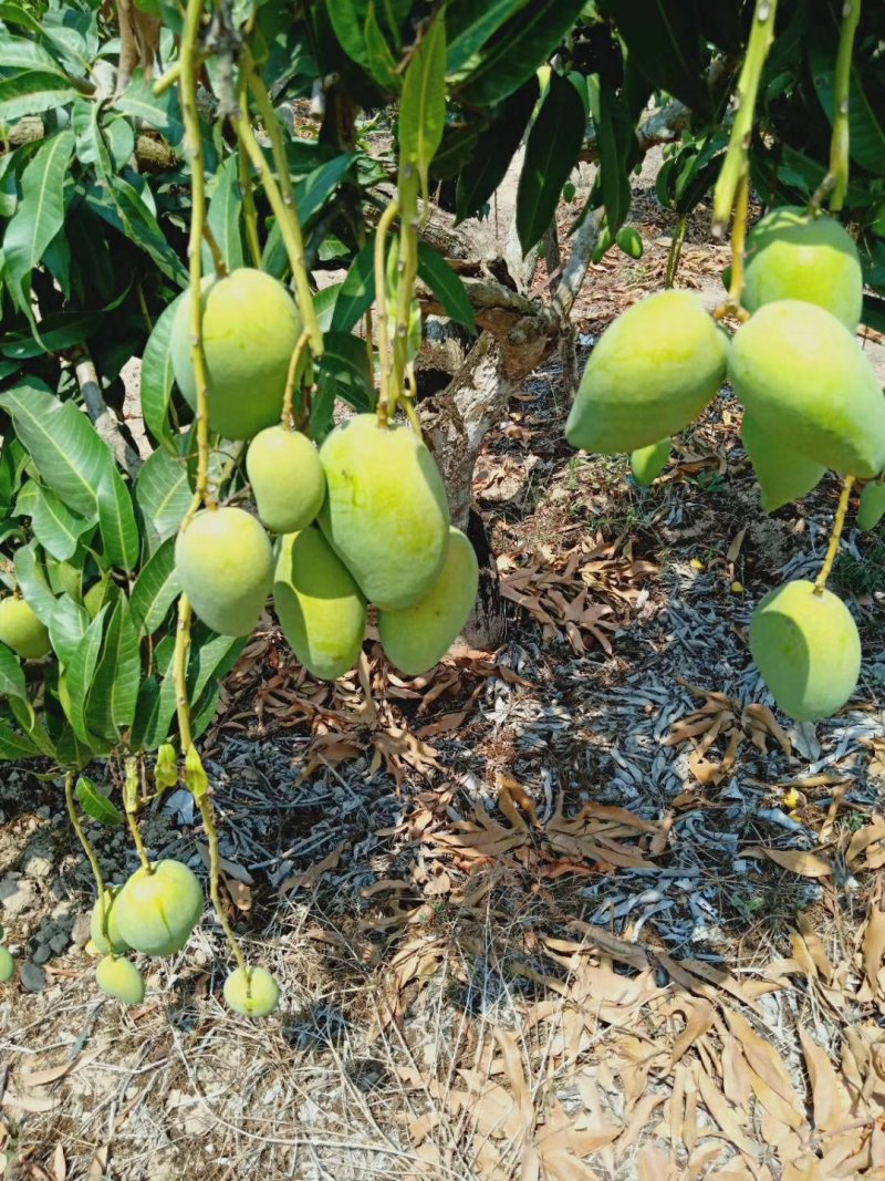 海南小台芒果大量上市