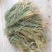 百蕊草，常年批发中药材百蕊草量大从优