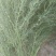 百蕊草，常年批发中药材百蕊草量大从优