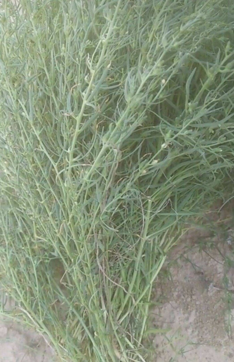 百蕊草，常年批发中药材百蕊草量大从优