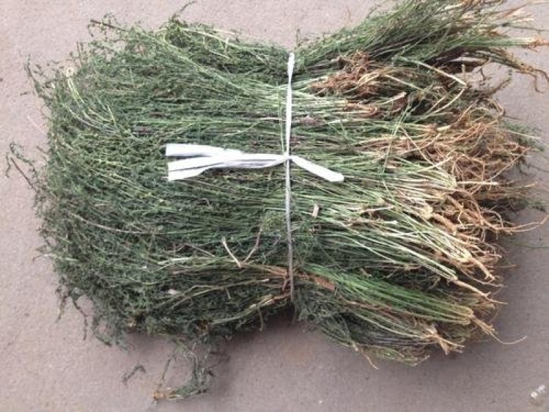 百蕊草，常年批发中药材百蕊草量大从优