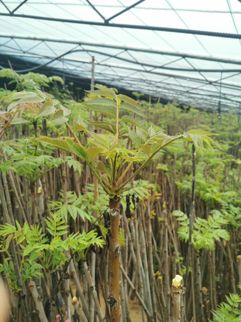 香椿芽新鲜香椿芽大棚反季节香椿芽现摘现卖