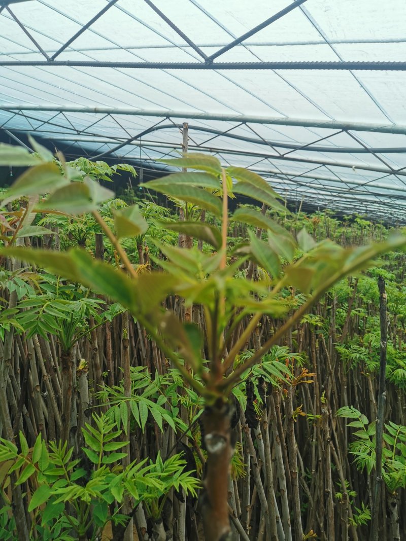 香椿芽新鲜香椿芽大棚反季节香椿芽现摘现卖